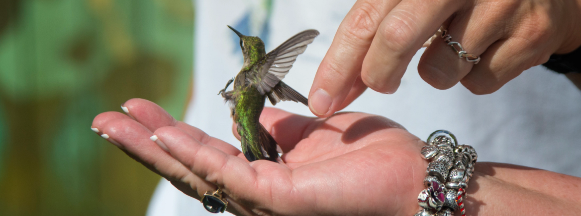 Hummingbird Festival 2016 at Reedy Creek Nature Preserve.