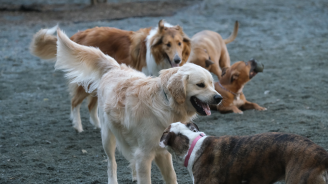 Ninth Street Dog Park