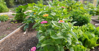 A close-up of plants inside of a community garden at Druid Hills Park.