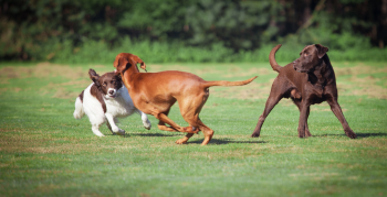 Three dogs playing in a dog park.
