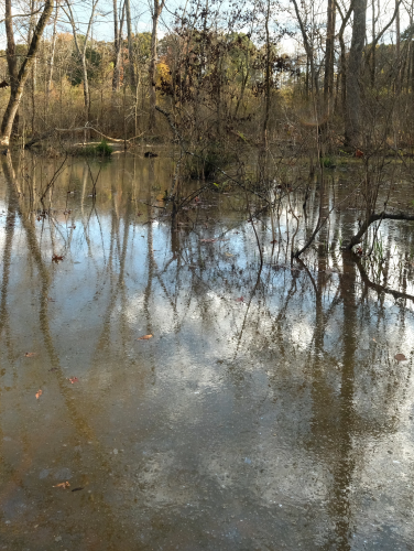 A small body of water covered in leaves and small trees