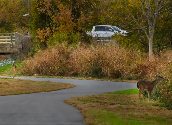 2021:11:08 Little Sugar Creek Greenway from I-485 south to Polk Birthplace . Hwy 51 underpass with deer at dusk.