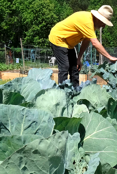 There are some large plants in a garden bed and a person is bent down in the background.
Community Garden - Reedy Creek